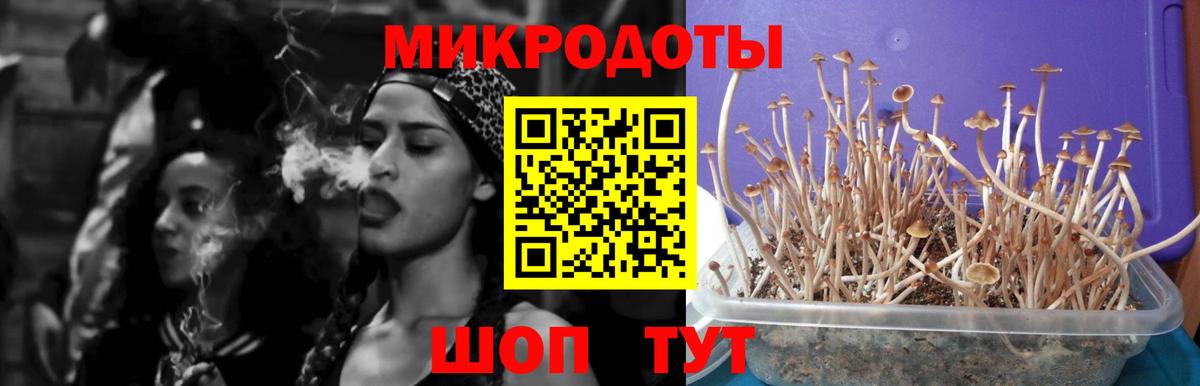 Галлюциногенные грибы Psilocybine cubensis Тара